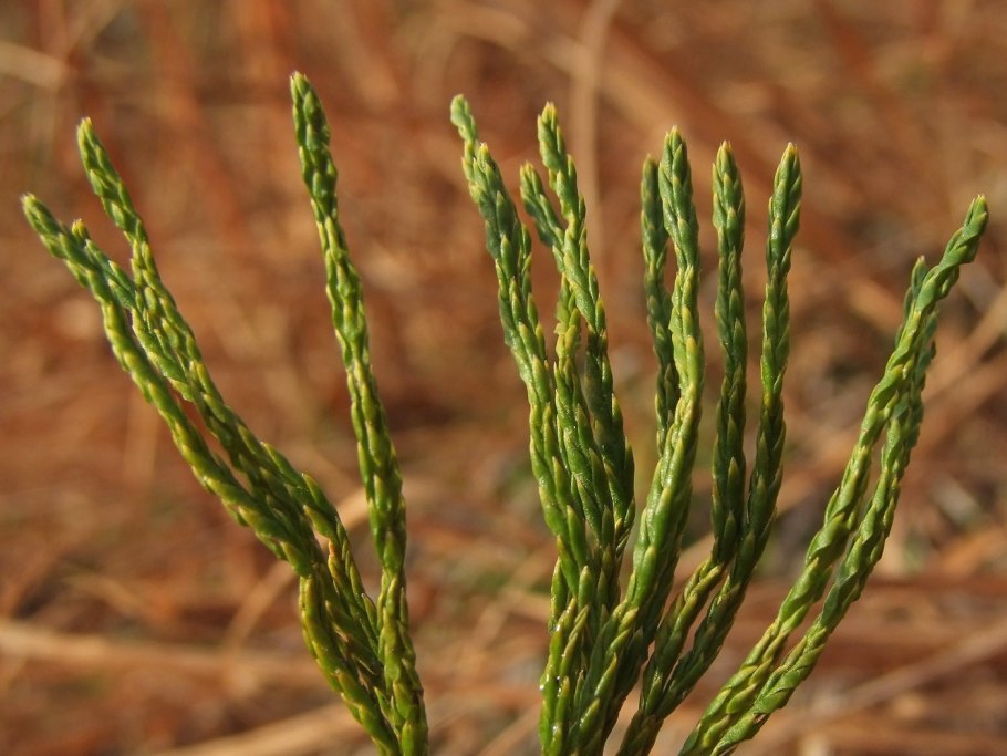 Diphasiastrum tristachyum