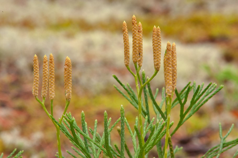 Diphasiastrum alpinum