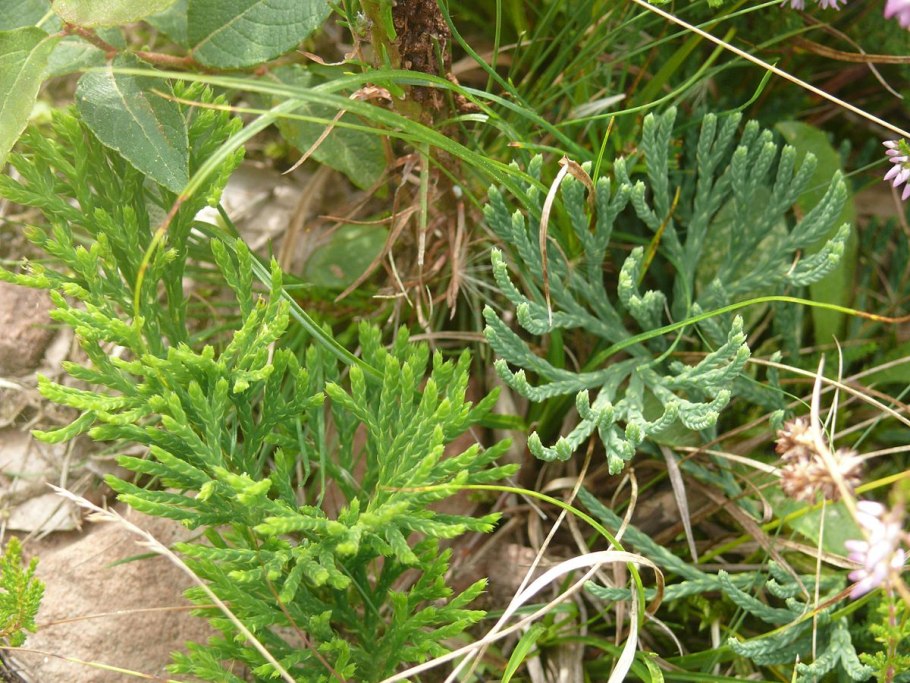 Diphasiastrum alpinum