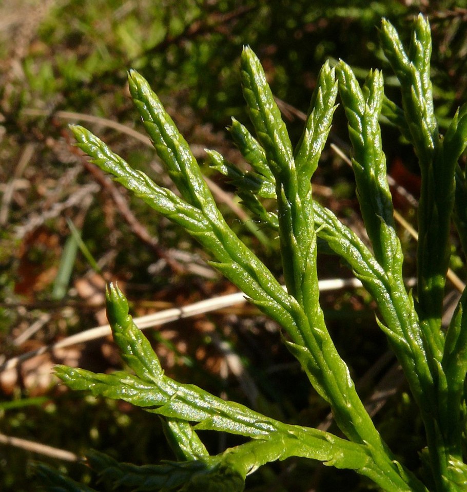 Плаун сплюснутый