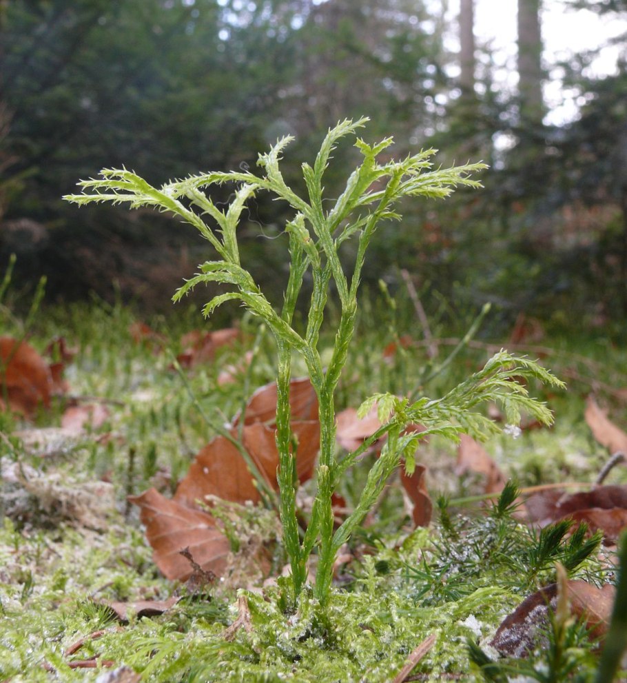 Lycopodium nummularifolium