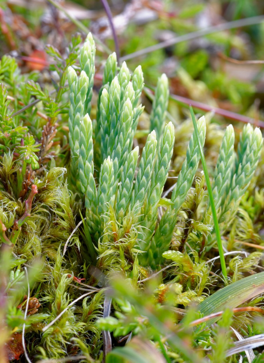 Плаун Дифазиаструм сплюснутый