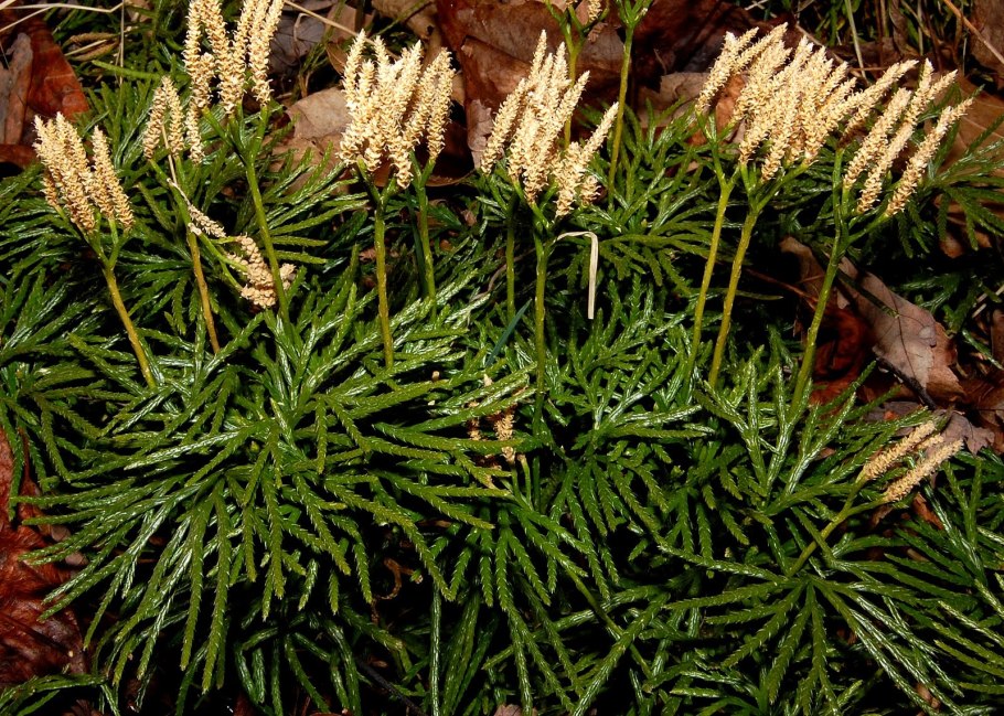 Diphasiastrum tristachyum