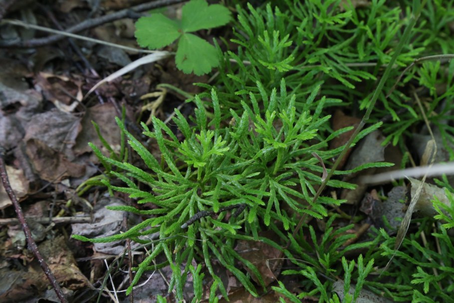 Diphasiastrum complanatum