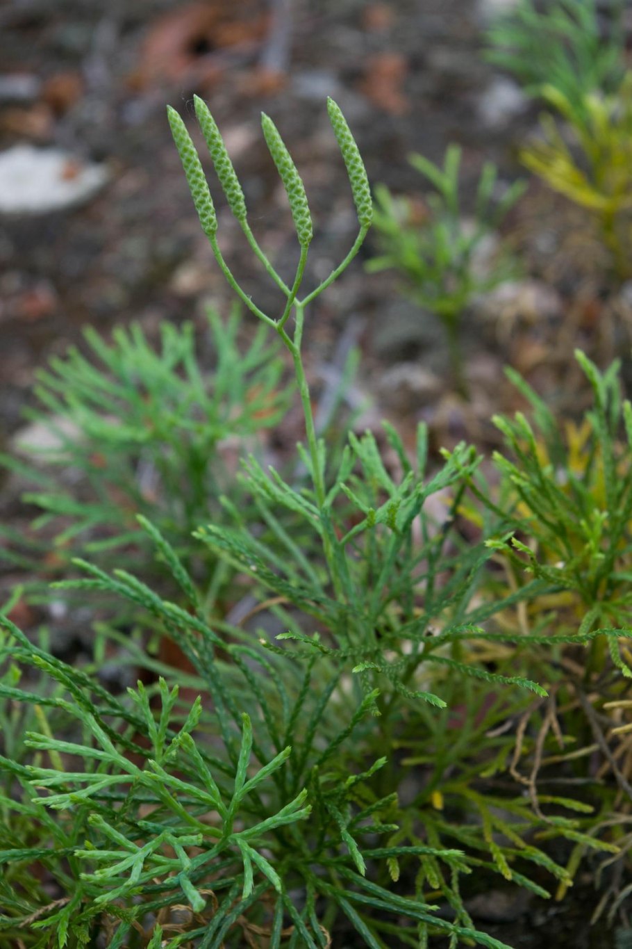 Diphasiastrum zeilleri