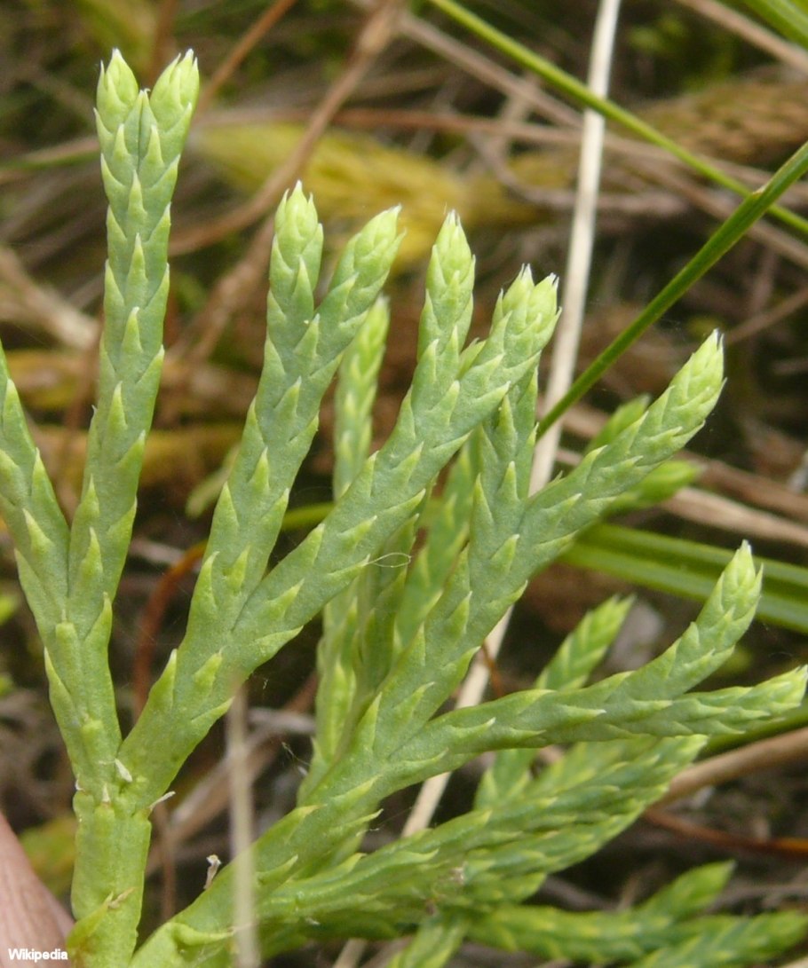 Diphasiastrum tristachyum