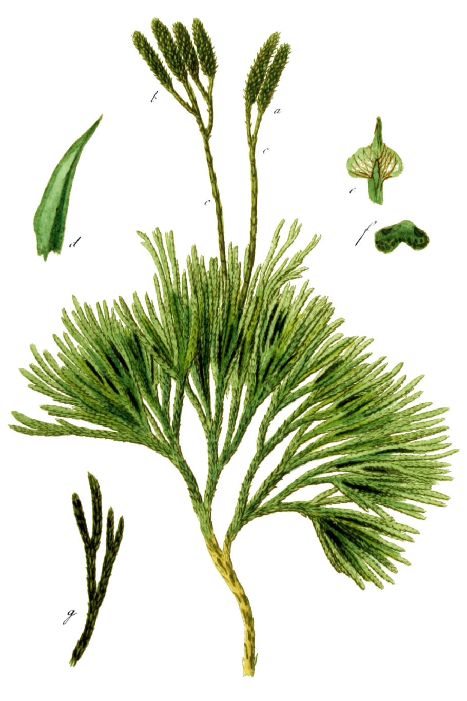 Abies-Абиес Atriplex Chamerion Diphasiastrum Fallopia Isatis Nymphaea Prasiola Scenedesmus Surirella