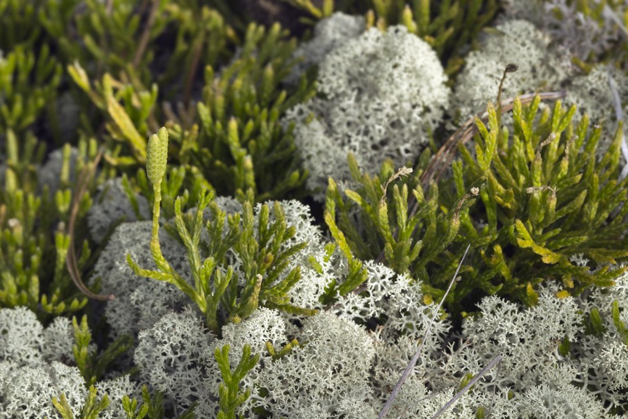 Псевдокаллиергон трехрядный