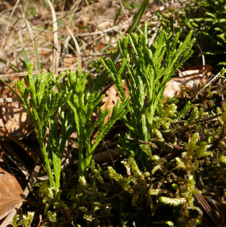 Плаун сплюснутый