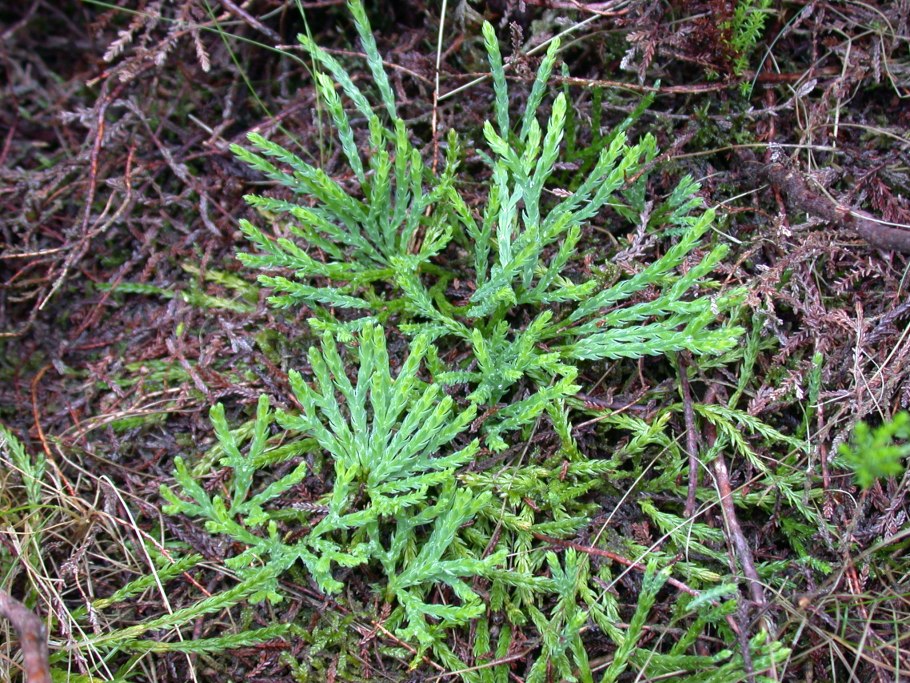 Двурядник сплюснутый