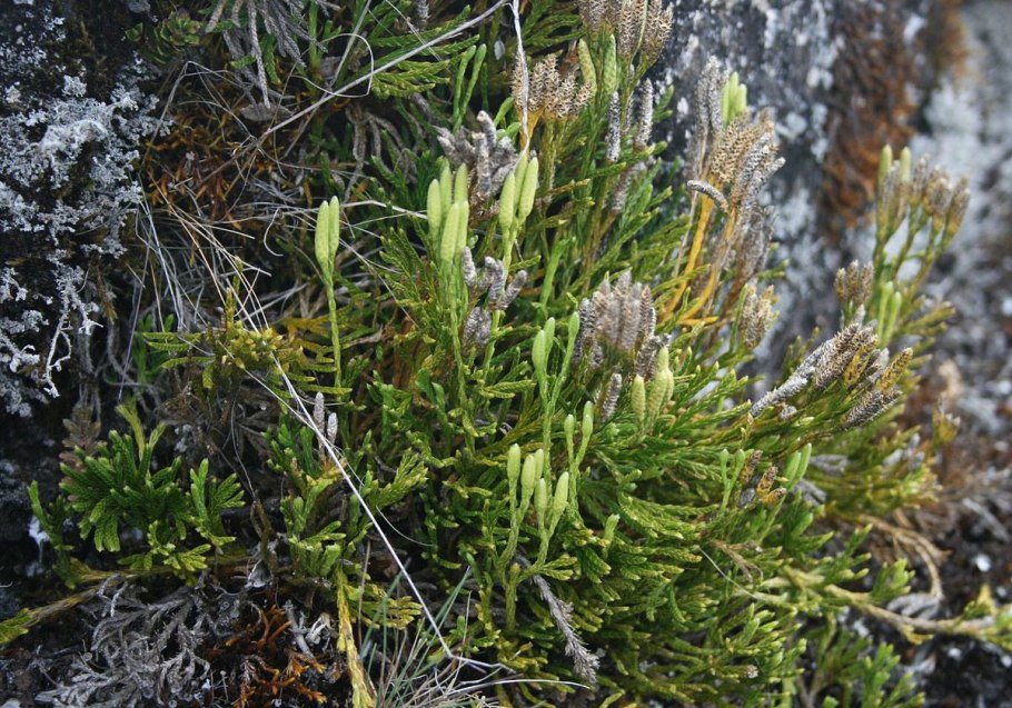 Diphasiastrum thyoides