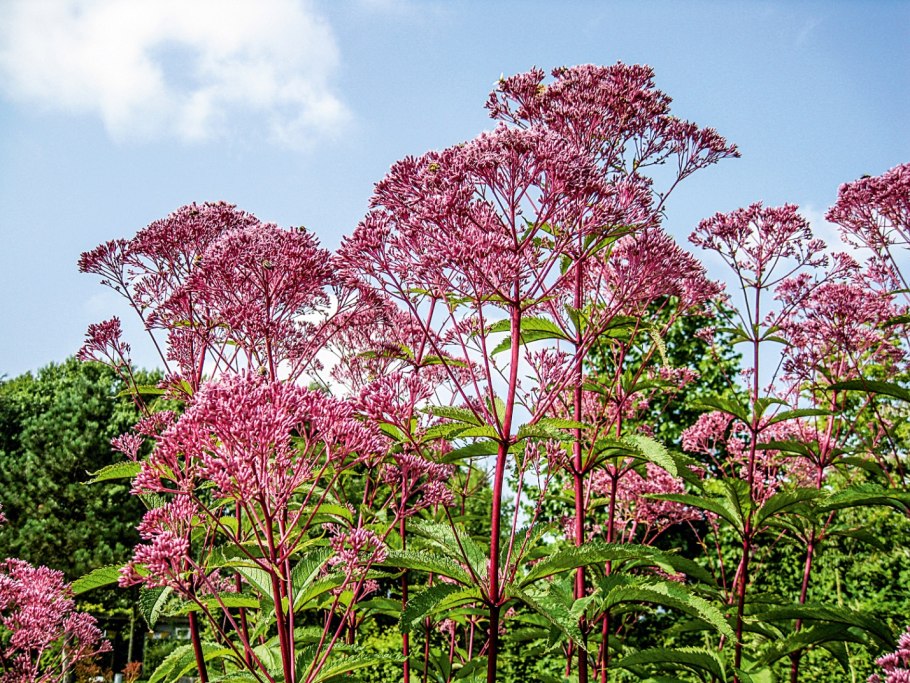 Посконник пятнистый Atropurpureum