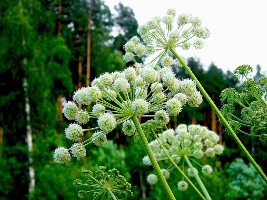 Пекан и борщевик
