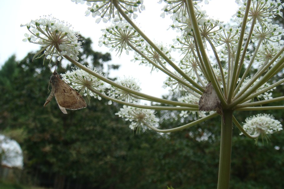 Дудник болотный Angelica palustris