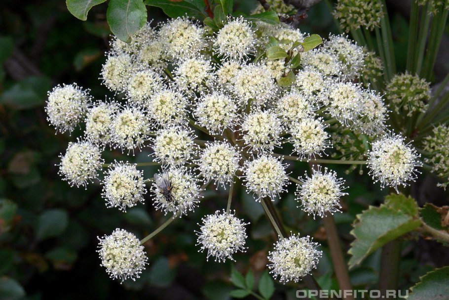 Борщевик на Сахалине