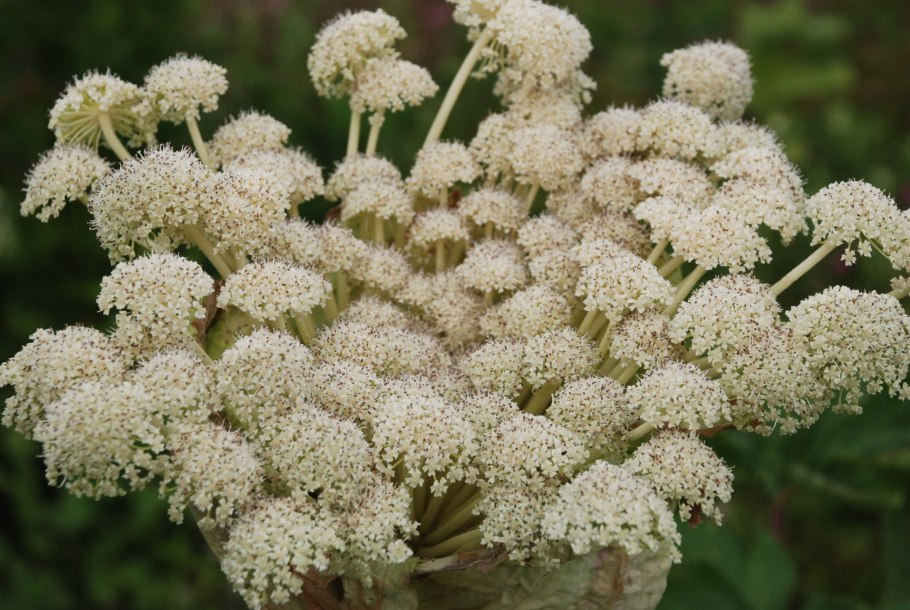 Дудник Лесной листья