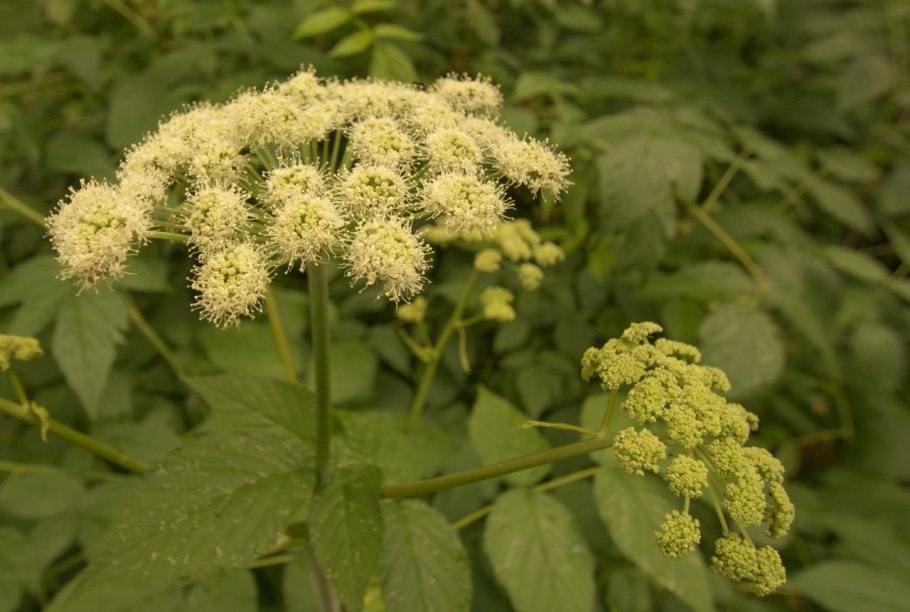 Дудник болотный