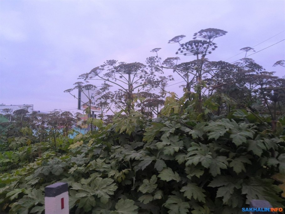 Дудник дягиль