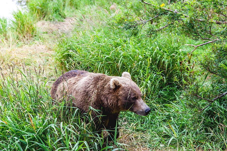 Дудник Лесной и болотный