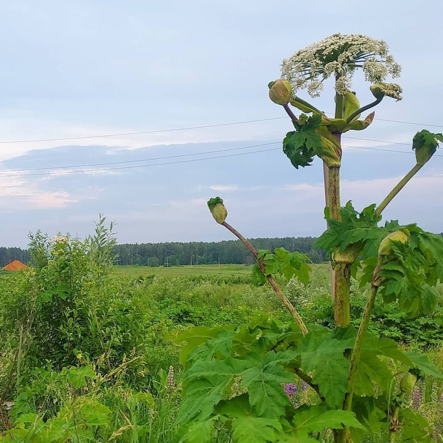 Дудник Лесной дягиль