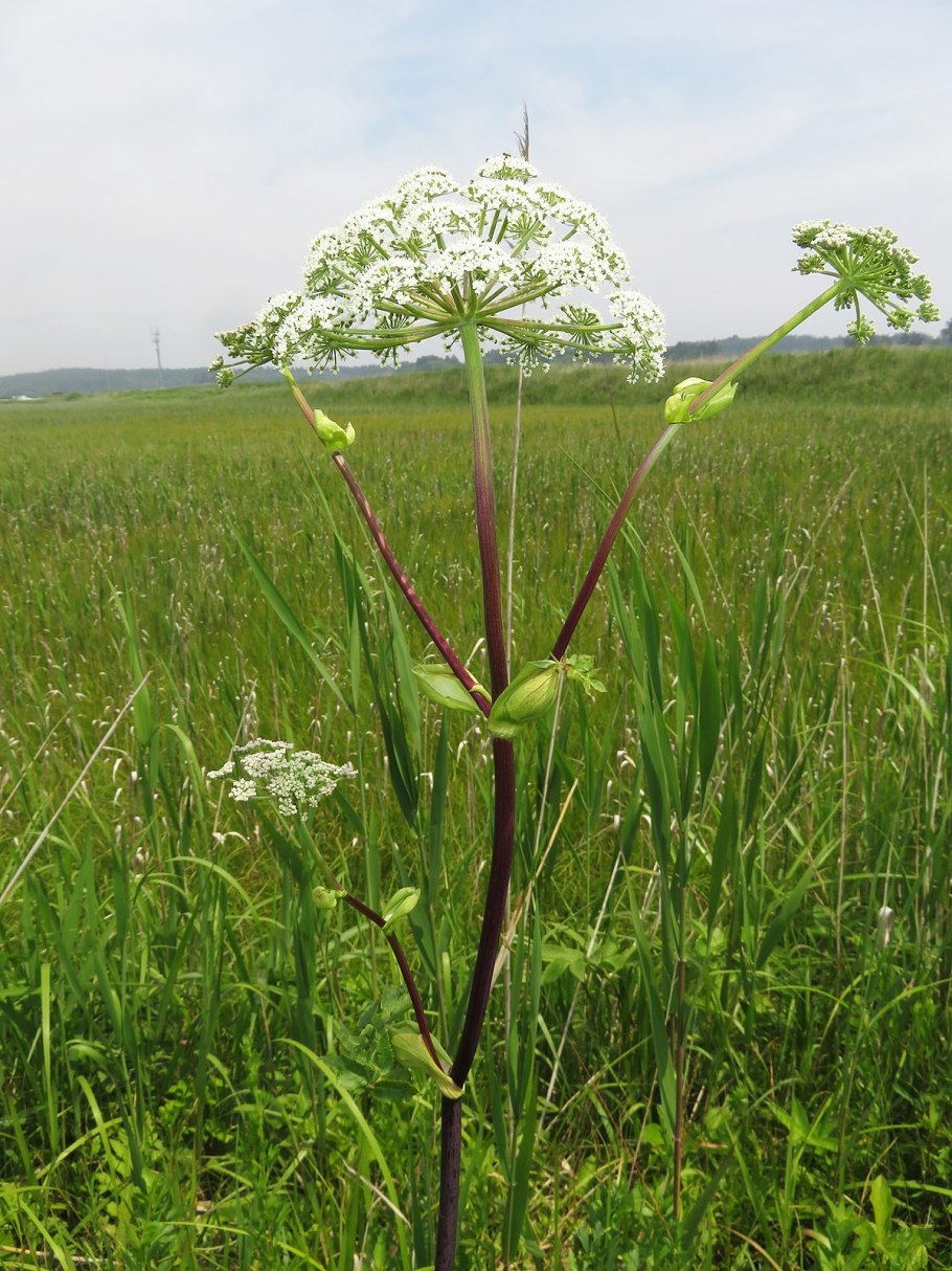 Медвежья Дудка растение