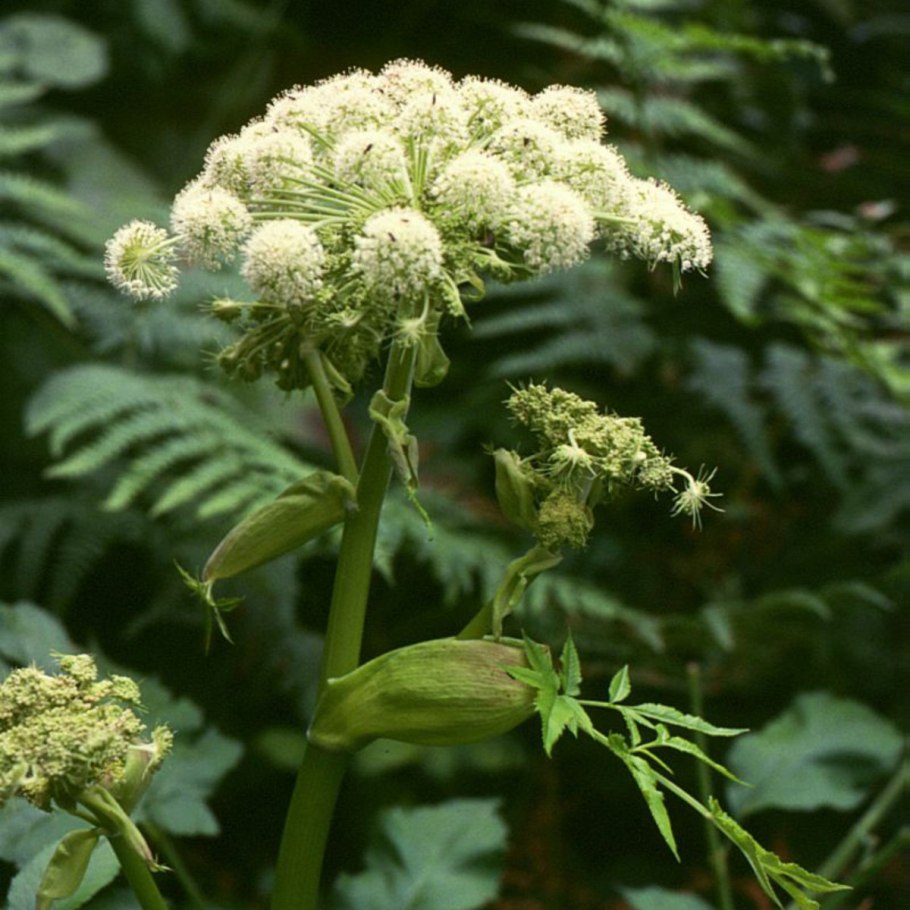 Дудник Прибрежный