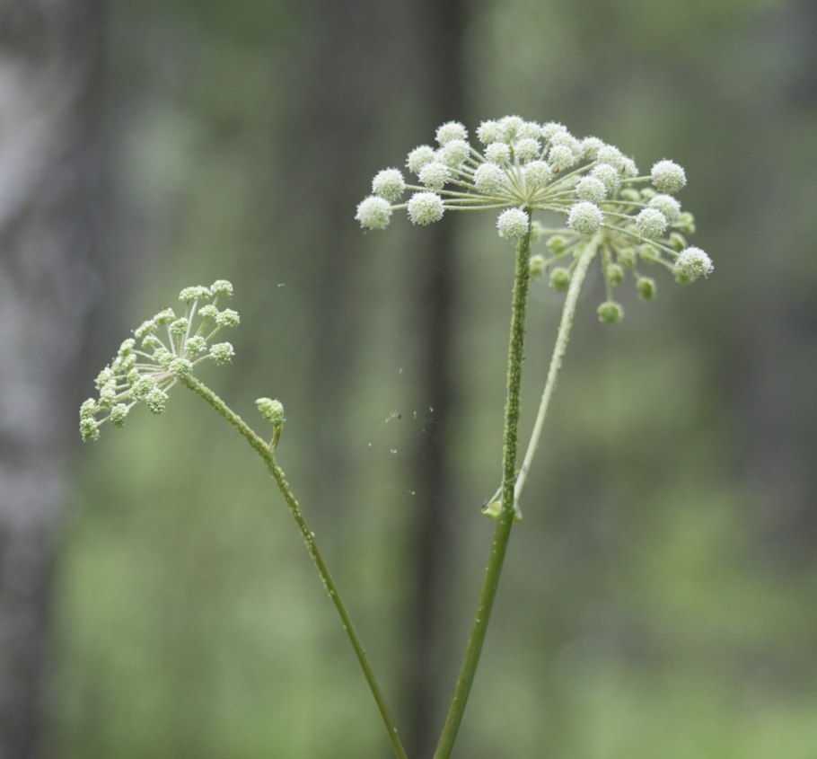 Борщевик дягиль Дудник