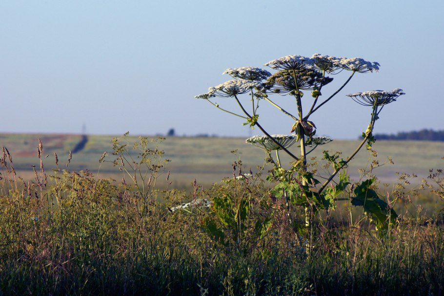 Дудник дягиль гигантский