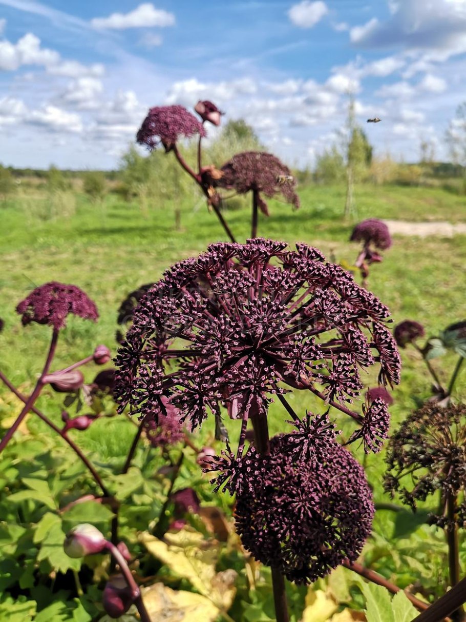 Дягиль медонос