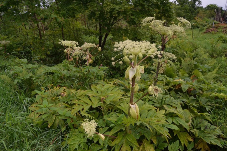 Борщевик дягиль Дудник