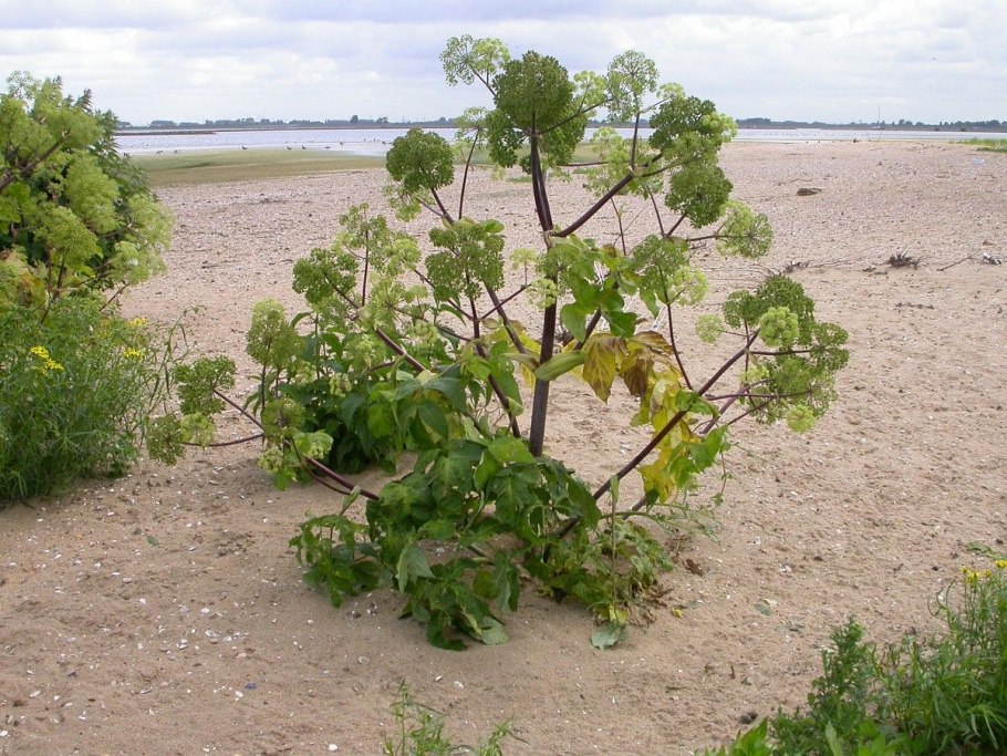 Дудник Медвежий различия на Дальнем востоке