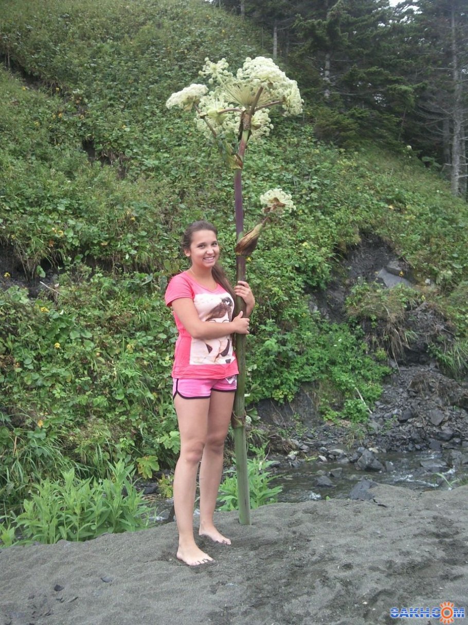 Дудник медвежий сахалин