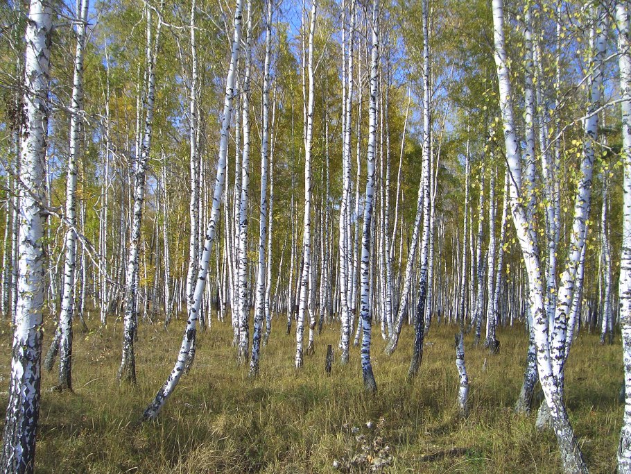 Березовый лес Забайкалья