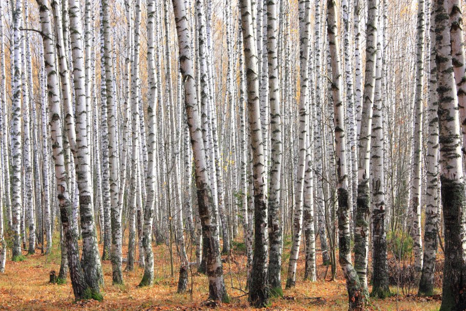 Березовая роща Березники