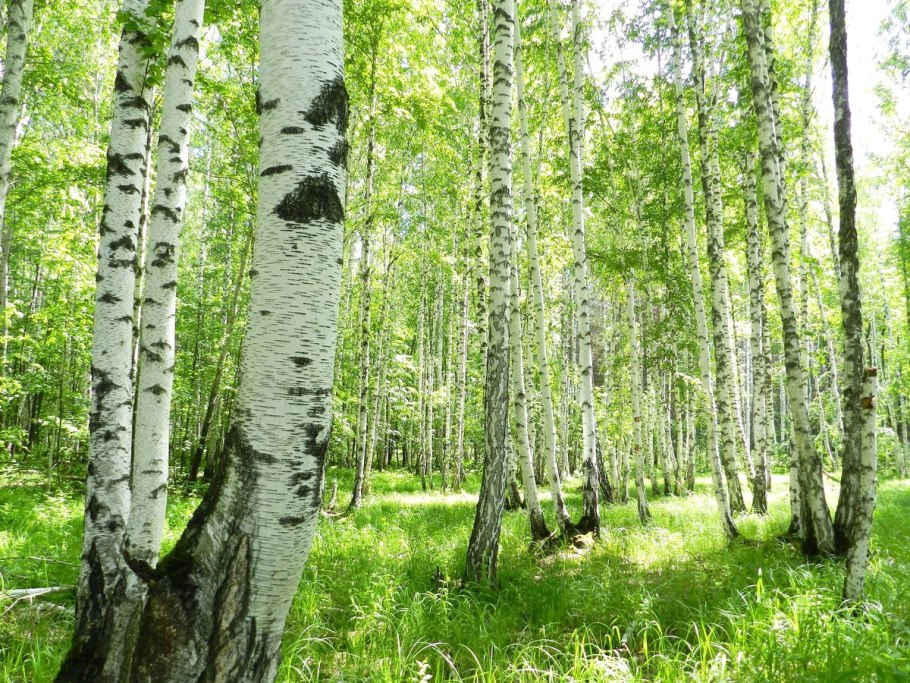 Береза дерево ХМАО