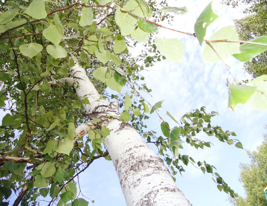 Саракташ Березовая роща