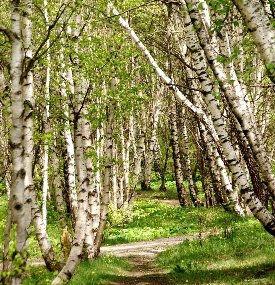 Берёзовая роща в Ростове на Дону