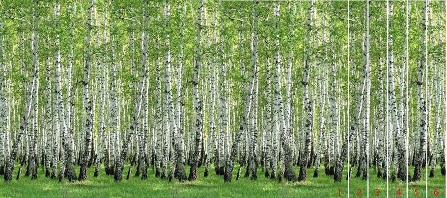 Береза фото