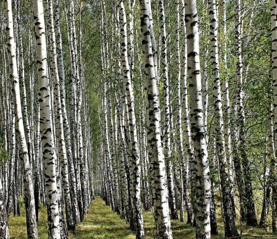 Березовая роща Абрамовская