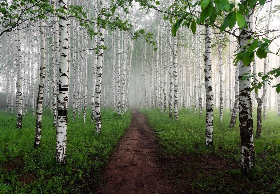 Березовая роща в высоком качестве