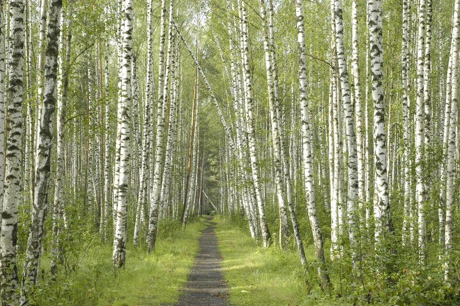 Берёзовая роща в Ростове на Дону