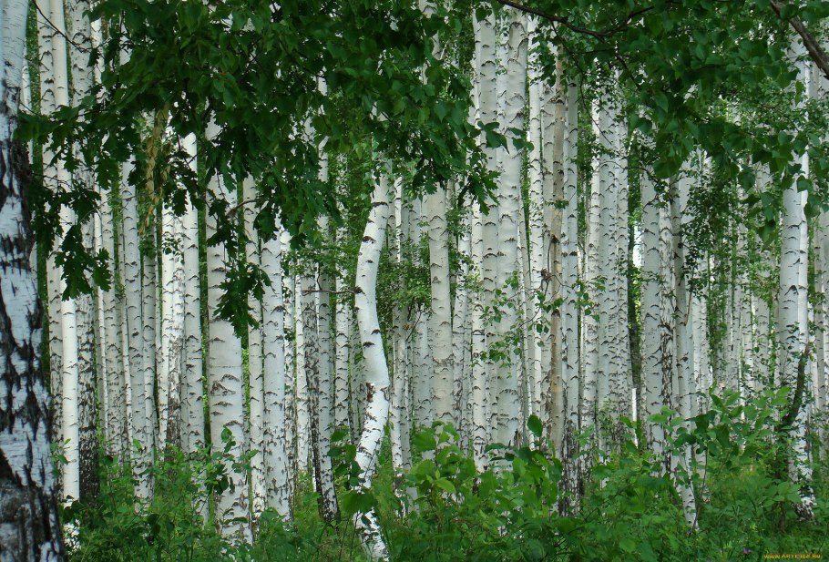 Березовая роща Кисловодск