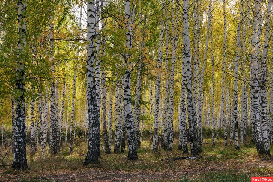 Пустырь березовый лес Челябинск
