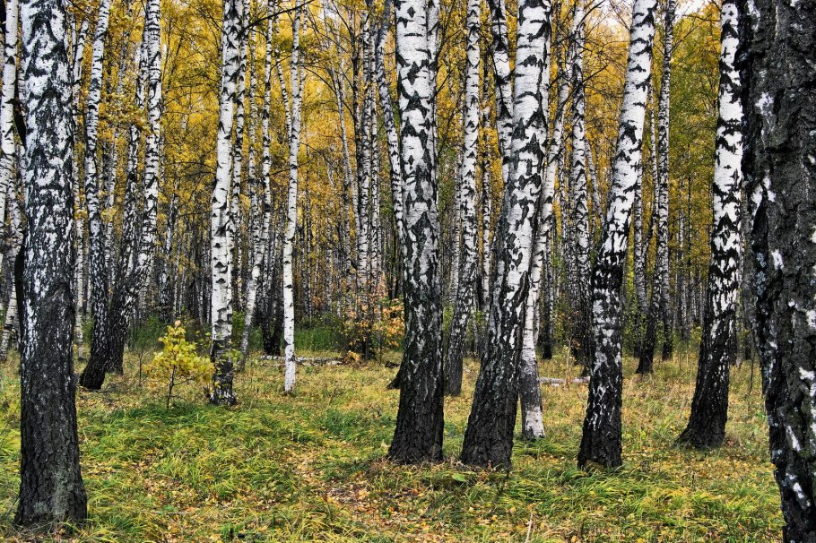 Березовая роща