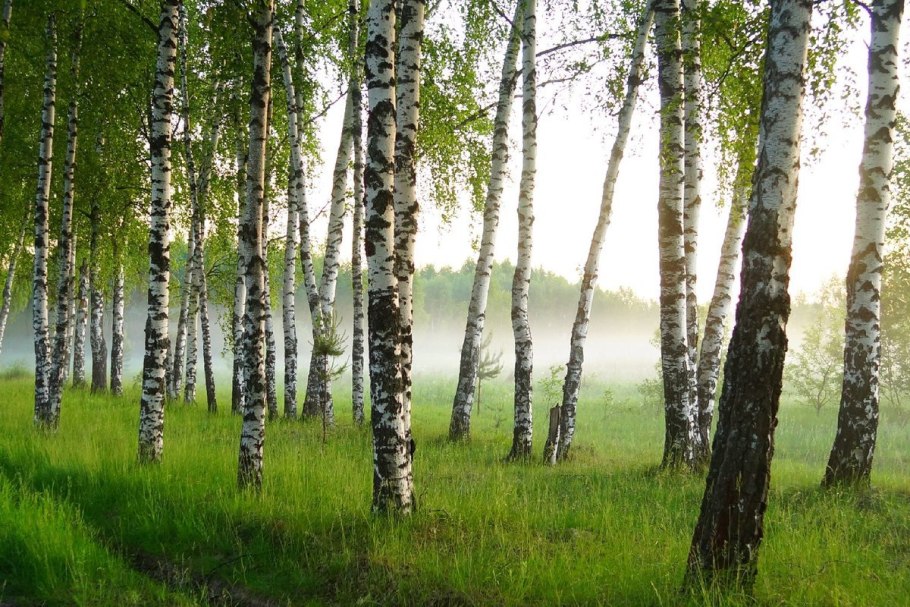 Береза американская белая