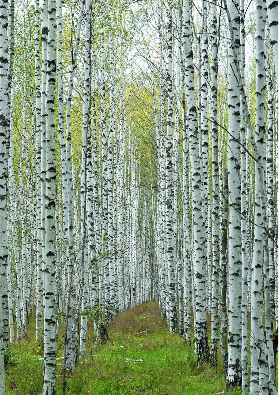 И Агеева белоствольная берёза