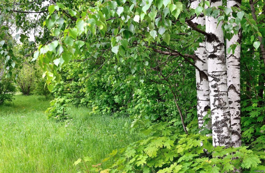 Береза повислая в России