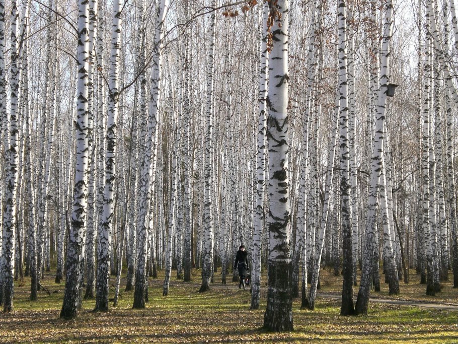 Береза бородавчатая Калуга