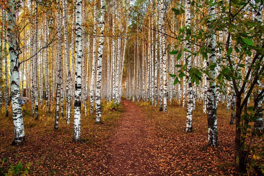 Березовый лес Великий Новгород