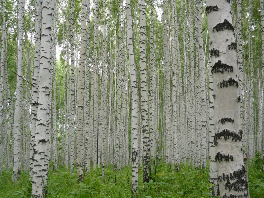 Белая береза